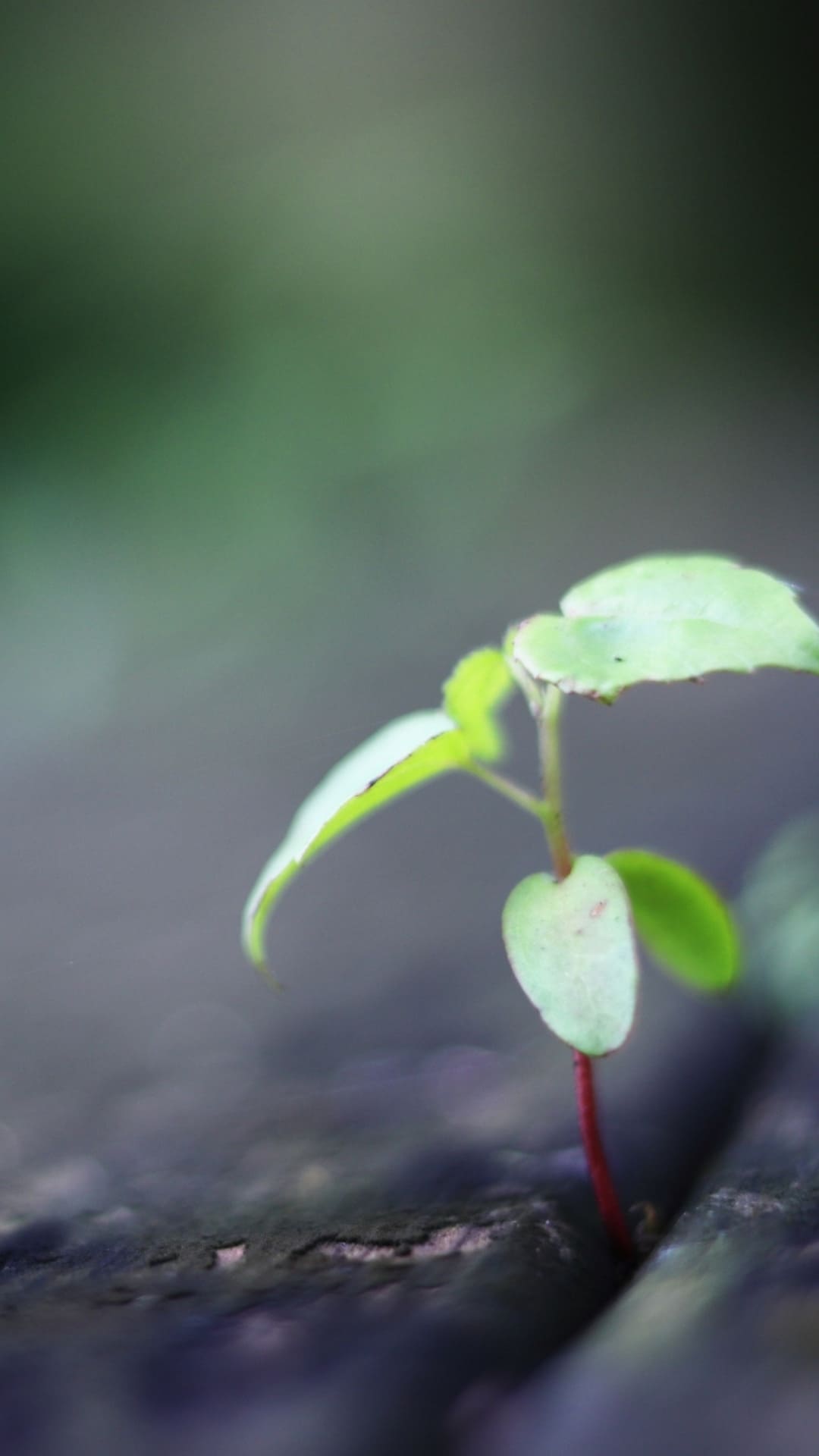 コンクリートの隙間から芽を出した小さな双葉